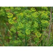 FENOUIL Corse, hydrolat 250 ml