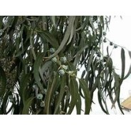 EUCALYPTUS Citronné, hydrolat 250 ml