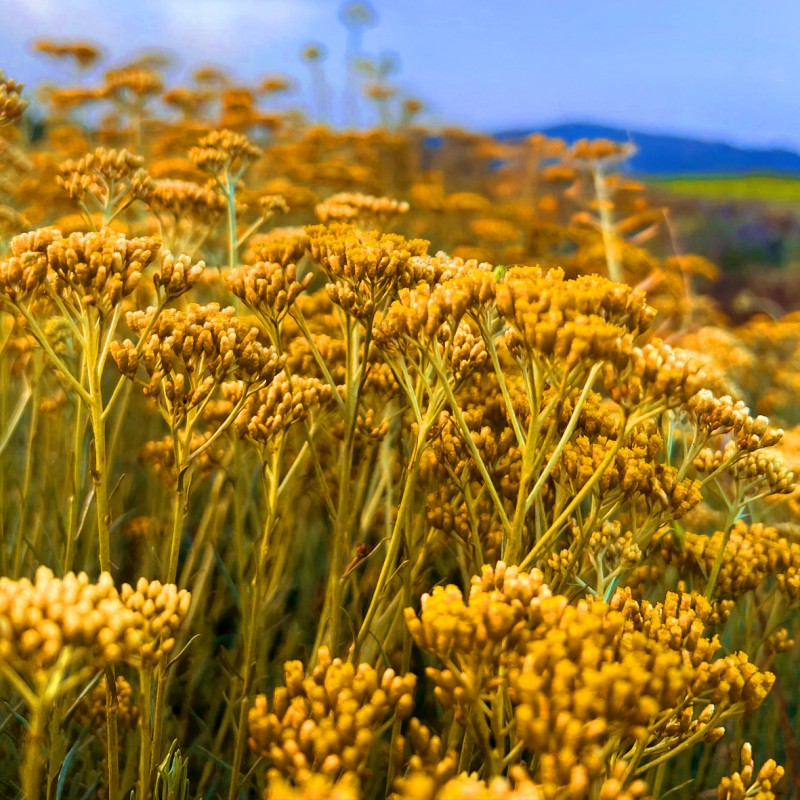 Savon Saponifie Immortelle Corse - Les Simples et Divines