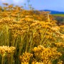 Savon Saponifie Immortelle Corse - Les Simples et Divines