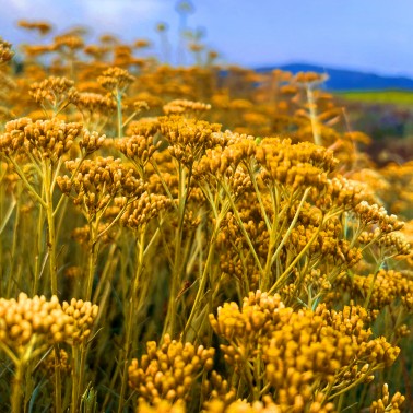 Crème soin frais à l'Immortelle Corse 50g