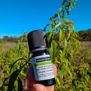 VERVEINE citronnée, huile essentielle, 5ml