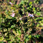 Huile Essentielle NEPETA Calament (Nepita) 5m, biologique, origine Corse