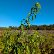 Hydrolat de VERVEINE citronnée, 250ml, eau florale