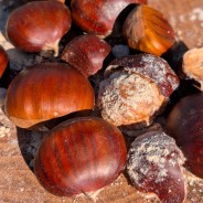 Savon Chataigne Surgras 100g - Les Simples et Divines