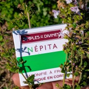 Savon NEPITA surgras, 100g