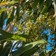 Eucalyptus Citronné, huile essentielle, 5ml