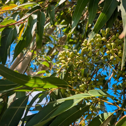 Eucalyptus Citronné, huile essentielle, 5ml