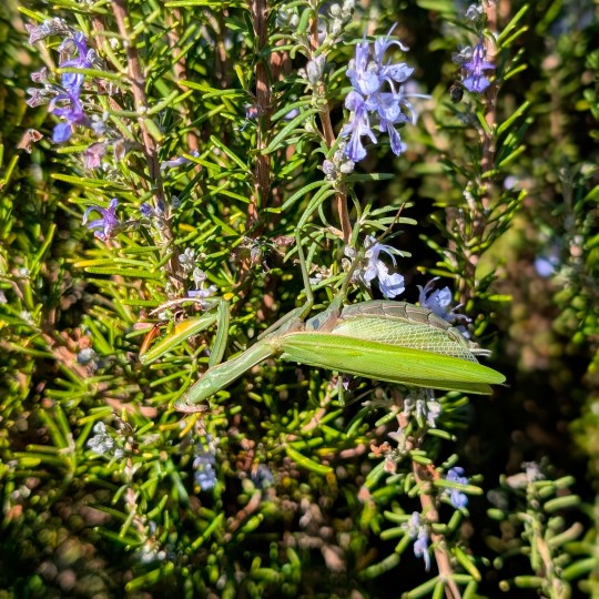 Lait Romarin à Verbénone, 100ml, hydratant, démaquillant