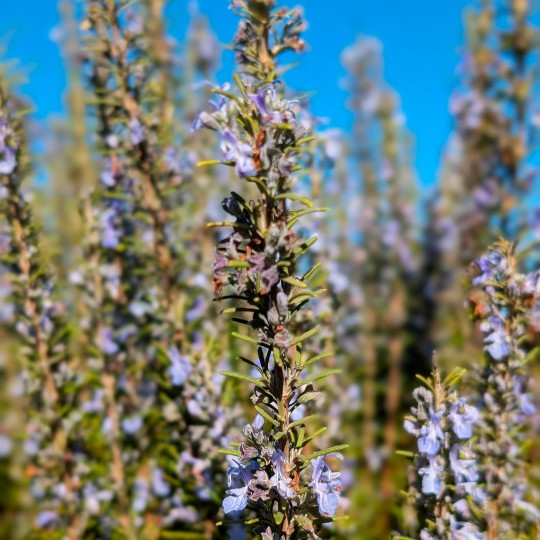 Hydrolat de ROMARIN à Verb. 250 ml