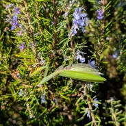 Romarin à verbénone,Hydrolat de voyage 100 ml