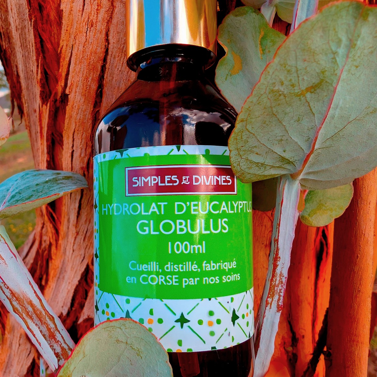 Hydrolat EUCALYPTUS Globulus Eau Florale 100ml