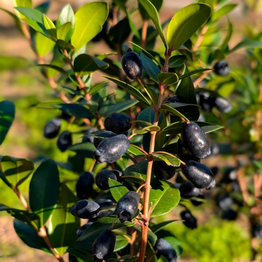 Huile hydratante MYRTE 50ml