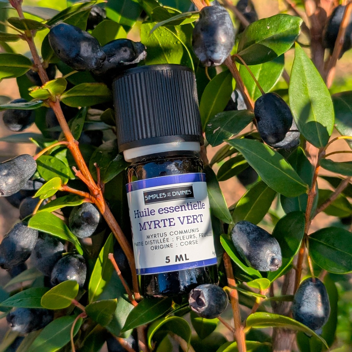 Huile essentielle MYRTE, origine corse, 10 ml