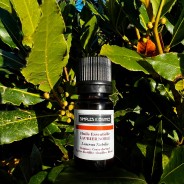 Huile essentielle de Laurier Noble