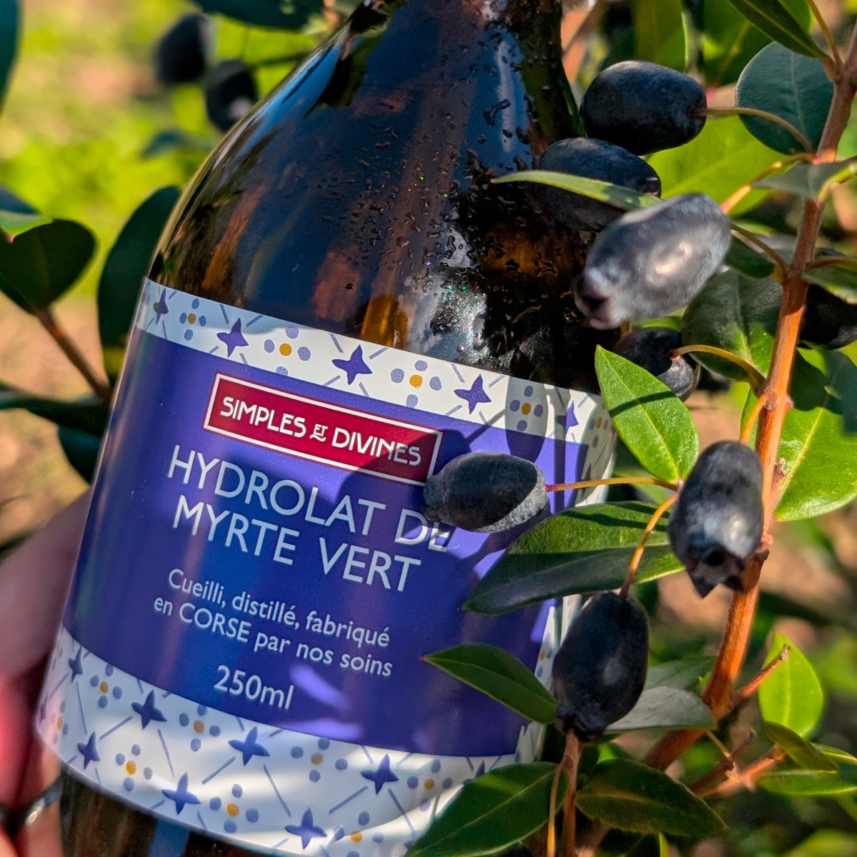 Hydrolat de Myrte Vert