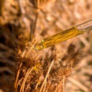 Huile hydratante CAROTTE 50ml